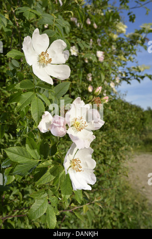 DOG-ROSE Rosa canina (Rosaceae) Stock Photo