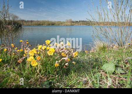 COLT’S-FOOT Tussilago farfara (Asteraceae) Stock Photo