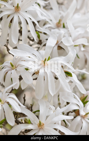 Star magnolia (Magnolia stellata), Magnoliaceae Stock Photo - Alamy