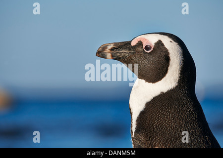 close up portraet of African Penguin, Spheniscus demersus, Boulders Beach, Simon's Town, Cape Town, Western Cape, South Africa Stock Photo