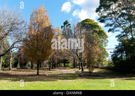 Prime Ministers' Corridor of Oaks in the Blue Mountains, NSW, Australia. Stock Photo