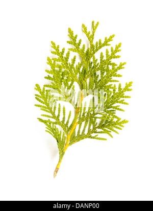 A green Thuja (cedar) leaf detail on white background Stock Photo