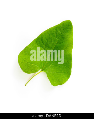 A young green Bindweed (convolvulaceae) leaf on white background Stock Photo