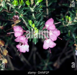 Close-up of Chanelled Heath with heavy dew on flowers- Erica canaliculata- Family Ericaceae Stock Photo