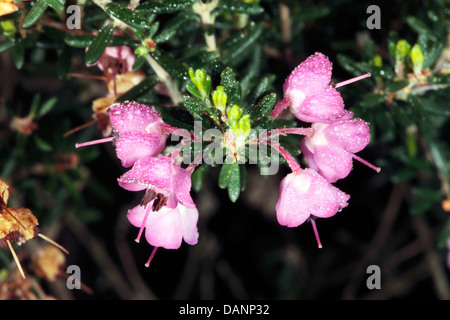 Close-up of Chanelled Heath with heavy dew on flowers- Erica canaliculata- Family Ericaceae Stock Photo