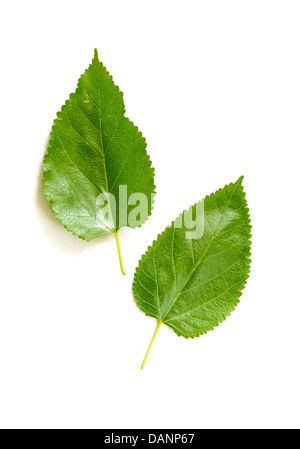 Two green Mulberry tree leaves on white background Stock Photo