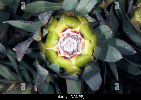 Close-up of Oleander-leaf Protea bud with dew- Protea neriifolia - Family Proteaceae Stock Photo