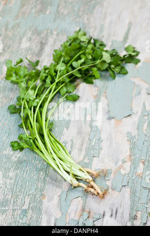 A bunch of fresh coriander on a cracked painted wood surface. Stock Photo