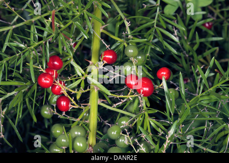 Asparagus/Emerald Fern/Foxtail Shrub/Sprenger Asparagus Fruits-Asparagus densiflorus [previously A. sprengeri]-Family Liliaceae Stock Photo