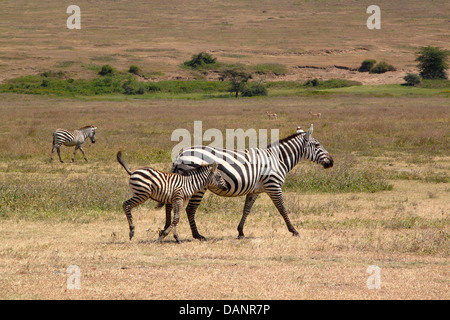 A common zebra (Equus Quagga) trotting near the mother in Ngorongoro Conservation Area, Tanzania Stock Photo