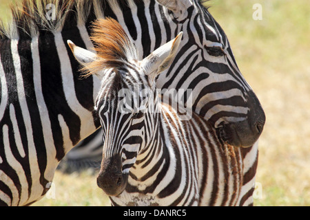 A baby zebra (Equus Quagga) and his mother in Ngorongoro Conservation Area, Tanzania Stock Photo