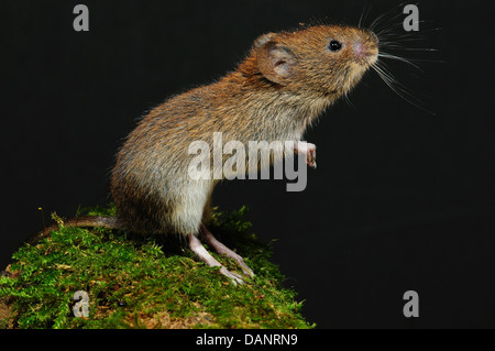 harvest mouse Stock Photo