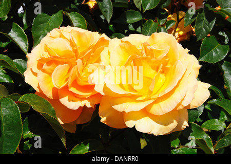 Peach coloured English roses in full bloom, England, Western Europe. Stock Photo