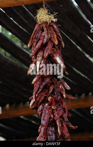 Red hot chilli peppers hanging, Albuquerque. New Mexico. United States. Stock Photo