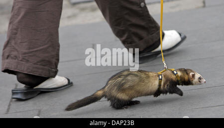 FILE - An archive picture dated 28 May 2009 shows a ferret on a leash, being taken for a walk by its owner in Halle/Saale, Germany. Photo: Jan Woitas Stock Photo