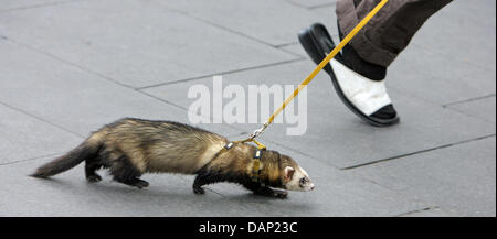 FILE - An archive picture dated 28 May 2009 shows a ferret on a leash, being taken for a walk by its owner in Halle/Saale, Germany. Photo: Jan Woitas Stock Photo