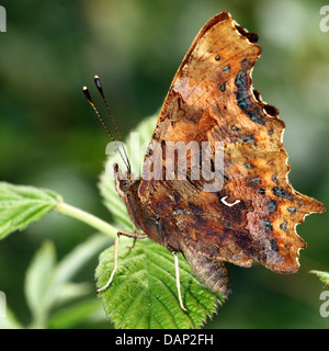 Very detailed close-up of a Comma Butterfly (Polygonia c-album) posing on a leaf with wings closed Stock Photo