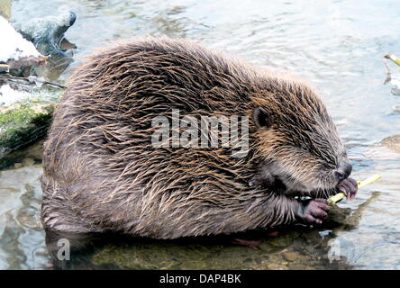 FILE - An archive picture dated 6 December 2010 shows a beaver gnawing a stick near Wutoeschingen, Germany. Photo: Bettina Sättele Stock Photo