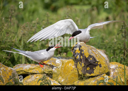 Arctic Tern offering a sandeel to its partner Stock Photo