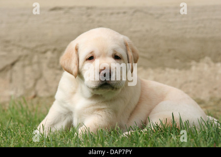 Yellow 3 Month Old Labrador Retriever Puppy At Sunset On The Beach Stock Photo Alamy