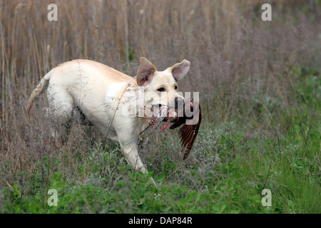 Yellow Labrador carrying a bird competing in field trial competition Stock Photo