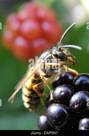 A file picture taken on 20 July 2011 shows a wasp on a blackberry in Hanover, Germany. The head of the German union for environmental protection Nabu in Hesse, Eppler, expects a wasp record, caused by the warm spring. A plus of between 30 and 50 per cent of wasp population can be expected. Photo: Jochen Luebke Stock Photo