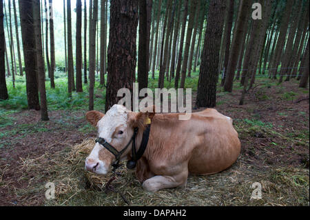 Cow 'Waltraut' lies in a forest in Zangberg near Muehldorf A.Inn, Germany, 07 August 2011. Waltraut shall attract her sister Yvonne, who escaped from a farm shortly before she was to be slaughtered at the end of Mai. Photo: Armin Weigel Stock Photo