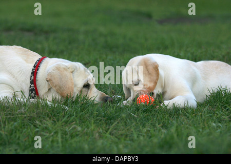 two yellow labradors (adult and puppy) playing with a ball Stock Photo