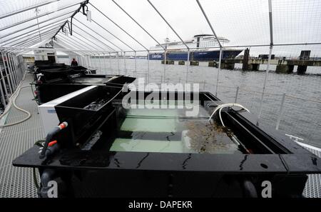 So-called Benthokosmos water tanks stand fixed on a pontoon at the aquarium in Kiel, Germany, 12 August 2011. Wahl and his team of scientists of the 'Leibniz Institut fuer Meereswissenschaften' (IFM-GEOMAR), a Kiel-based research insitute for oceanography, will simulate underwater conditions to study the impact of climate change on the environment at the bottom of the Baltic Sea. P Stock Photo