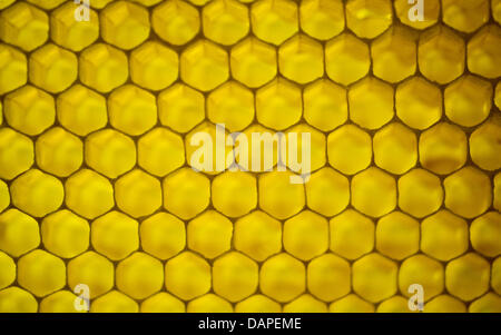 A honeycomb filled with honey is pictured at a beekeeping in Eggersdorf, Germany, 12 August 2011. Photo: Patrick Pleul Stock Photo