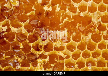 A honeycomb filled with honey is pictured at a beekeeping in Eggersdorf, Germany, 12 August 2011. Photo: Patrick Pleul Stock Photo