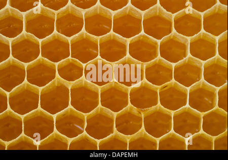 A honeycomb filled with honey is pictured at a beekeeping in Eggersdorf, Germany, 12 August 2011. Photo: Patrick Pleul Stock Photo