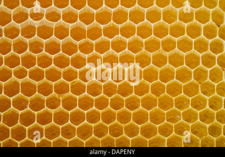 A honeycomb filled with honey is pictured at a beekeeping in Eggersdorf, Germany, 12 August 2011. Photo: Patrick Pleul Stock Photo