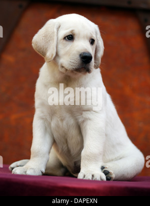 yellow labrador puppy Stock Photo