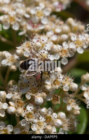 Foraging bee on Cotoneaster flowers in the light summer garden Stock Photo