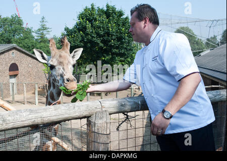 London, UK. 17th July, 2013. Giraffes at ZSL London Zoo experience silver service with a difference ahead of the opening of brand-new The Terrace Restaurant next Friday. Gary Devereaux, executive chef for the Zoo’s caterers Ampersand, serves up custom dishes to get the animals’ seal of approval before The Terrace Restaurant opens its doors to Zoo visitors. Credit:  Piero Cruciatti/Ģ����ý Live News Stock Photo