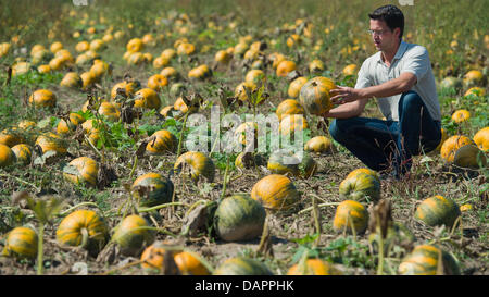 Farmer Thomas Syring of the Syring Feinkost company checks oil squashes planted especially for their seeds on a field in Zauchwitz, Germany, 26 August 2011. This sort of squash even grows on an ordinary compost. Photo: Patrick Pleul Stock Photo