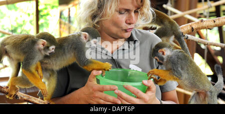 Zookeeper Cornelia Hofmann feeds 30 lively squirrel monkeys at the renovated interior compound at the zoo in Halle, Germany, 25 August 2011. With a size of 1,000 square-metres, the zoo has the largest squirrel monkey compound in Europe, and since 1993 more than 250 squirrel monkeys have been born in Halle. By now, a majority of these monkeys lives in zoos in Scotland, France, Austr Stock Photo