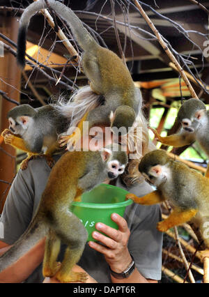 Zookeeper Cornelia Hofmann feeds 30 lively squirrel monkeys at the renovated interior compound at the zoo in Halle, Germany, 25 August 2011. With a size of 1,000 square-metres, the zoo has the largest squirrel monkey compound in Europe, and since 1993 more than 250 squirrel monkeys have been born in Halle. By now, a majority of these monkeys lives in zoos in Scotland, France, Austr Stock Photo