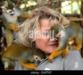 Zookeeper Cornelia Hofmann feeds 30 lively squirrel monkeys at the renovated interior compound at the zoo in Halle, Germany, 25 August 2011. With a size of 1,000 square-metres, the zoo has the largest squirrel monkey compound in Europe, and since 1993 more than 250 squirrel monkeys have been born in Halle. By now, a majority of these monkeys lives in zoos in Scotland, France, Austr Stock Photo