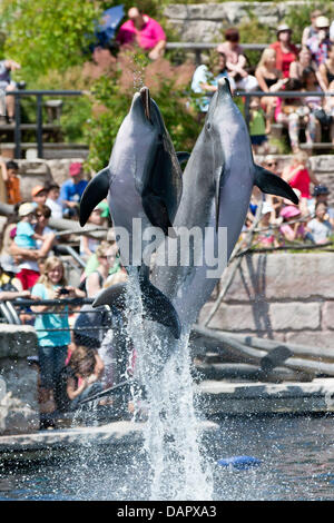 Nuremberg, Germany. 17th July, 2013. Dolphins jump out of the water during a show in the Tiergarten in Nuremberg, Germany, 17 July 2013. Photo: DANIEL KARMANN/dpa/Alamy Live News Stock Photo