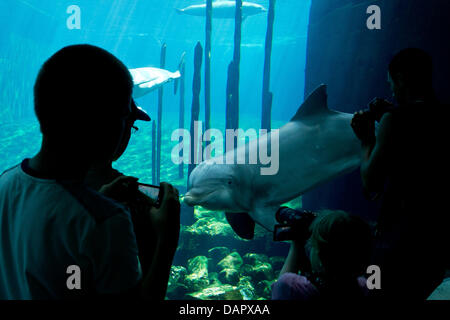 Nuremberg, Germany. 17th July, 2013. Dolphins swim past the window pane in the 'Blue saloon' in the Tiergarten in Nuremberg, Germany, 17 July 2013. Photo: DANIEL KARMANN/dpa/Alamy Live News Stock Photo