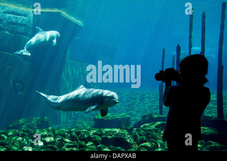 Nuremberg, Germany. 17th July, 2013. Dolphins swim past the window pane in the 'Blue saloon' in the Tiergarten in Nuremberg, Germany, 17 July 2013. Photo: DANIEL KARMANN/dpa/Alamy Live News Stock Photo