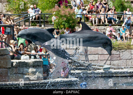 Nuremberg, Germany. 17th July, 2013. Dolphins jump out of the water during a show in the Tiergarten in Nuremberg, Germany, 17 July 2013. Photo: DANIEL KARMANN/dpa/Alamy Live News Stock Photo