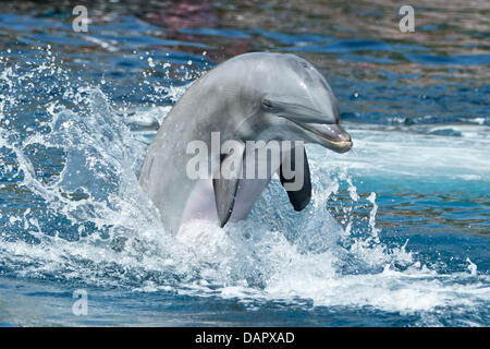 Nuremberg, Germany. 17th July, 2013. A dolphin comes out of the water during a show at the Tiergarten in Nuremberg, Germany, 17 July 2013. Photo: DANIEL KARMANN/dpa/Alamy Live News Stock Photo