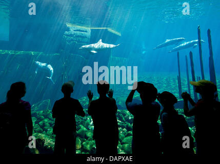 Nuremberg, Germany. 17th July, 2013. Dolphins swim past the window pane in the 'Blue saloon' in the Tiergarten in Nuremberg, Germany, 17 July 2013. Photo: DANIEL KARMANN/dpa/Alamy Live News Stock Photo