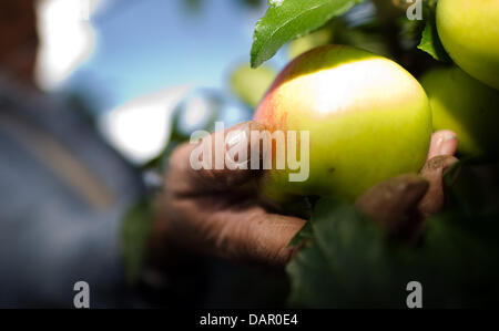 (FILE) An archive photo dated 06 September 2010 shows a hand plucking an apple in an orchard in Pesterwitz, Germany. Punctually for the apple harvest in Saxony, fruit thieves are out and about. Especially on larger farms there have been appreciable losses to fruit growers from illegal plucking. Photo: ARNO BURGI