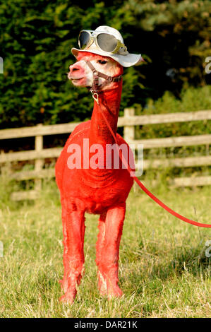 Rugby, Warwicks, UK. 16th July 2013. Alpaca's at Toft Farm, Rugby, Warwickshire, England, are dyed different colours.  The hot weather left these furry alpacas feeling blue...and red...and orange but a close shearing is now helping keep them cool at the alpaca farm in Toft, Warwickshire, as temperatures rocket. Credit:  Jamie Gray/Alamy Live News Stock Photo