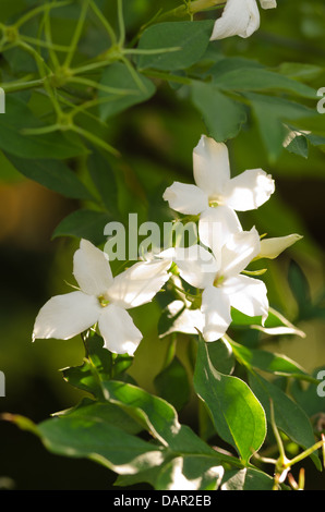 Hanging airy white jasmine flowers on branch separated from background dappled in sunshine Stock Photo