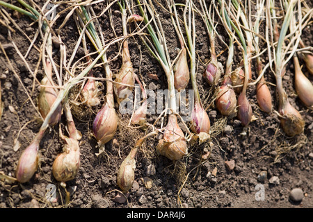 Shallots Drying out in the sun on soil Allium cepa var aggregatum Stock Photo